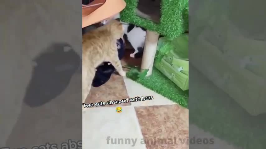 Funny Pet videos