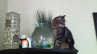 Cat Drinking from Fishbowl