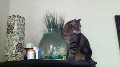 Cat Drinking from Fishbowl