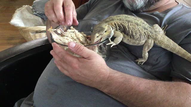 Beardie eats chicken right out of the bowl