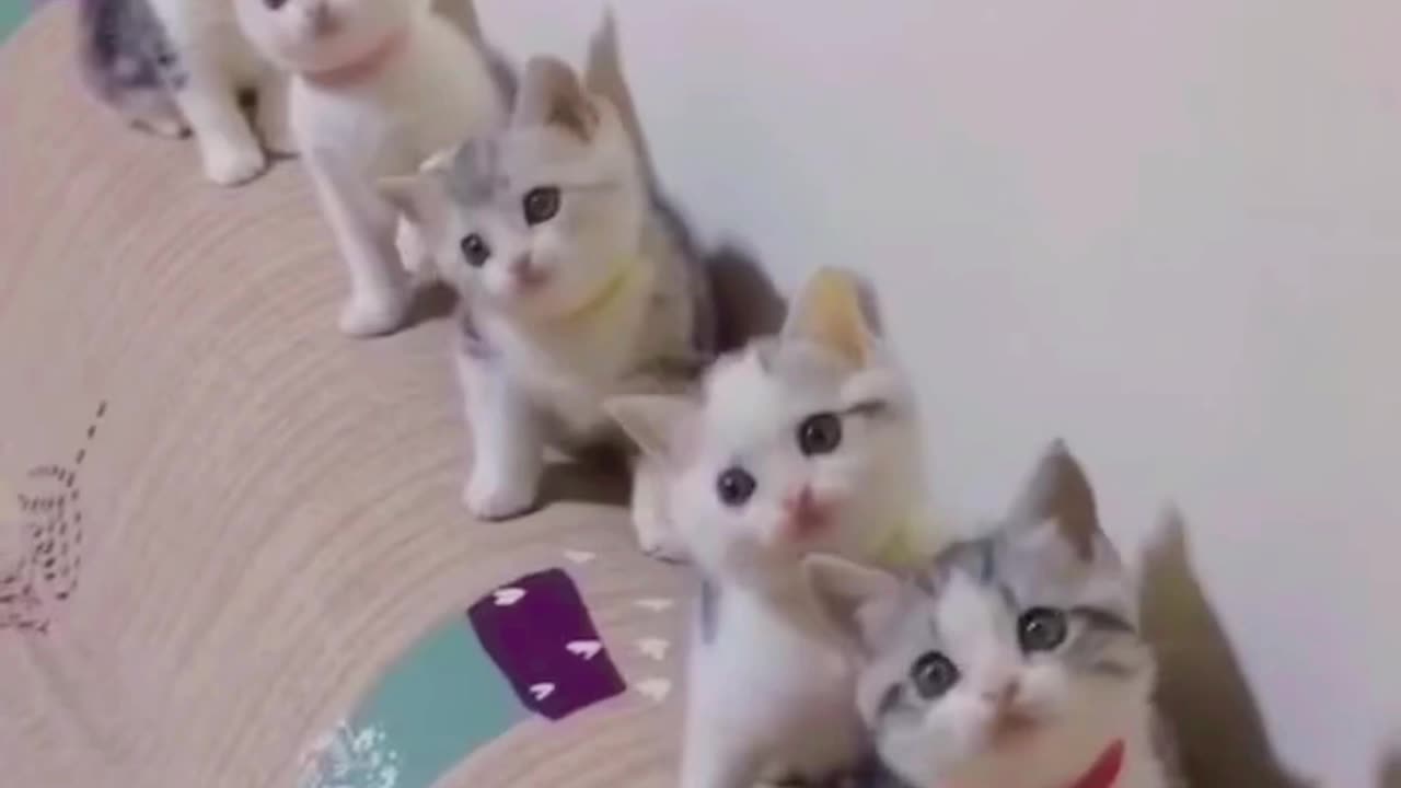 "Hello Mochi! 😺❤️ | Adorable Kitten Moments #CuteCats #BabyCat #TikTok #Shorts"