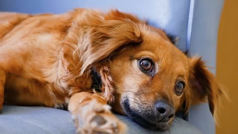 recumbent dog hh