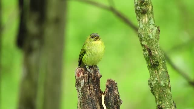 What bird is this?