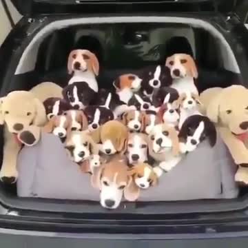 How many real dog you see?