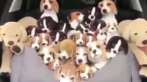 How many real dog you see?