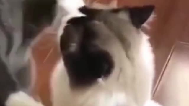 Cute and Funny Cat Video