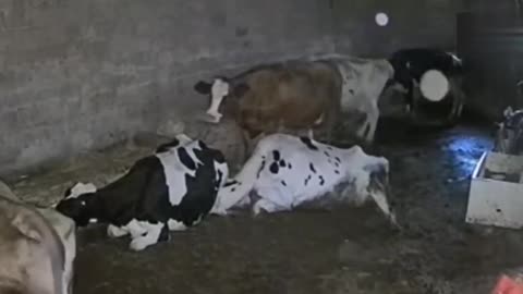 Tragic Tangle: Cow Suffocates Due to Tightly Bound Leather Cords 🐄💔