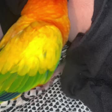 Parrot is Digging in Mom's Bellybutton