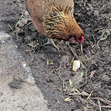 OMC! Little Brownie the chicken vs bread round 3! #brownie #vs #bread #chickens #easteregger #shorts