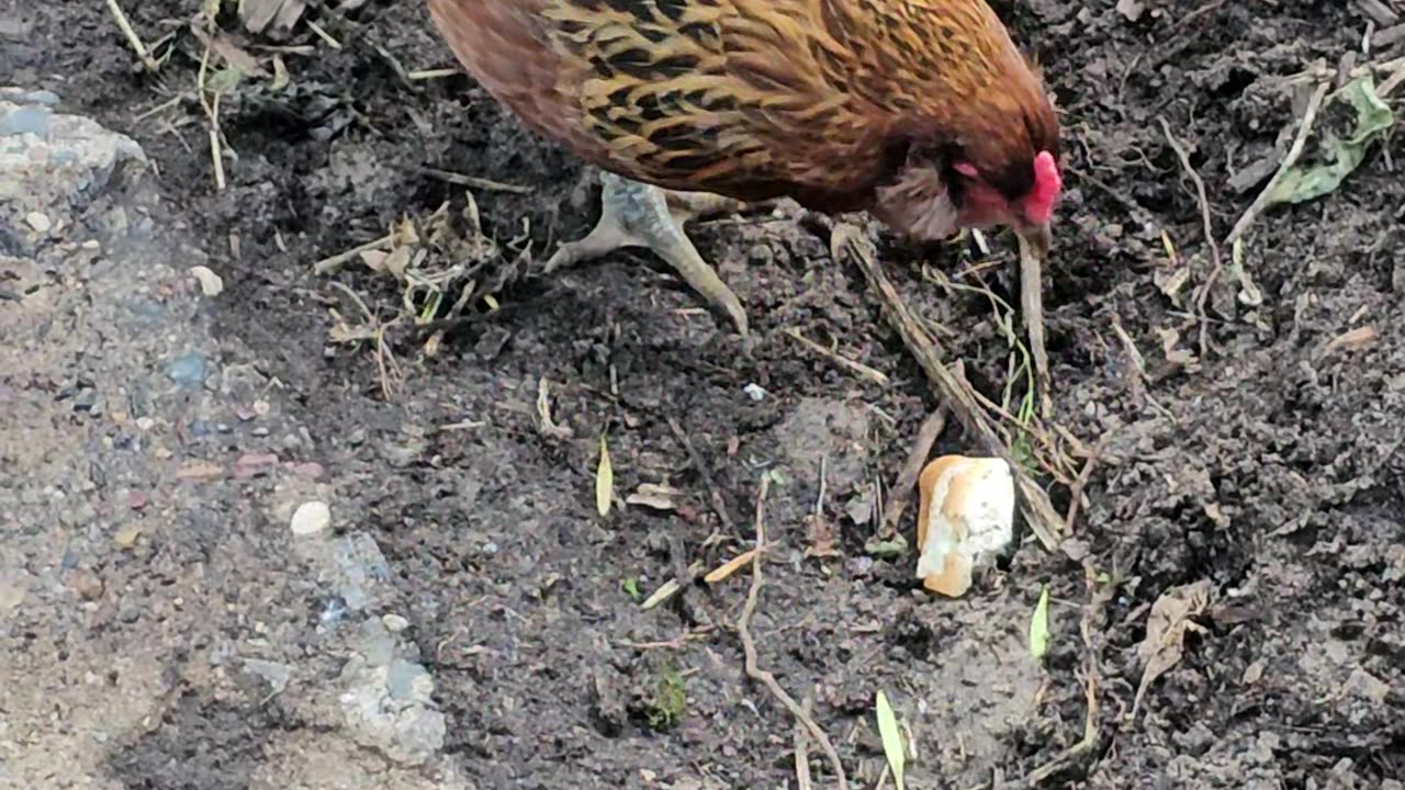 OMC! Little Brownie the chicken vs bread round 3! #brownie #vs #bread #chickens #easteregger #shorts