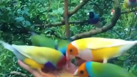 beautiful birds that you will like. cutest bird.