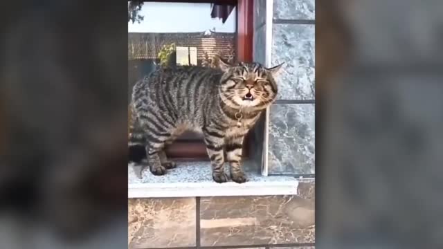 ARE CATS ALIENS?