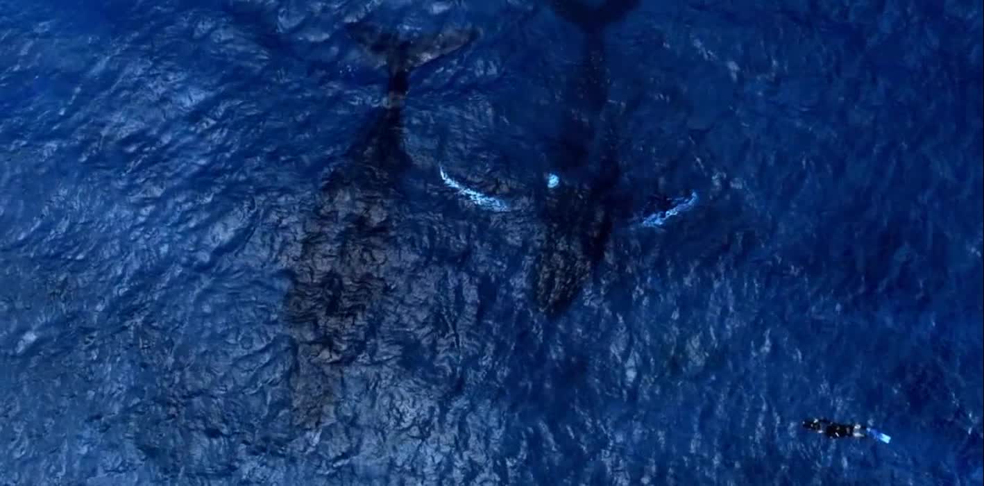 Cetacea