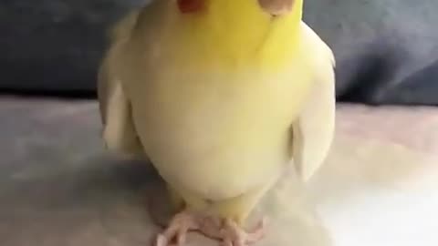 Parrot singing cookie song🦜 🎥