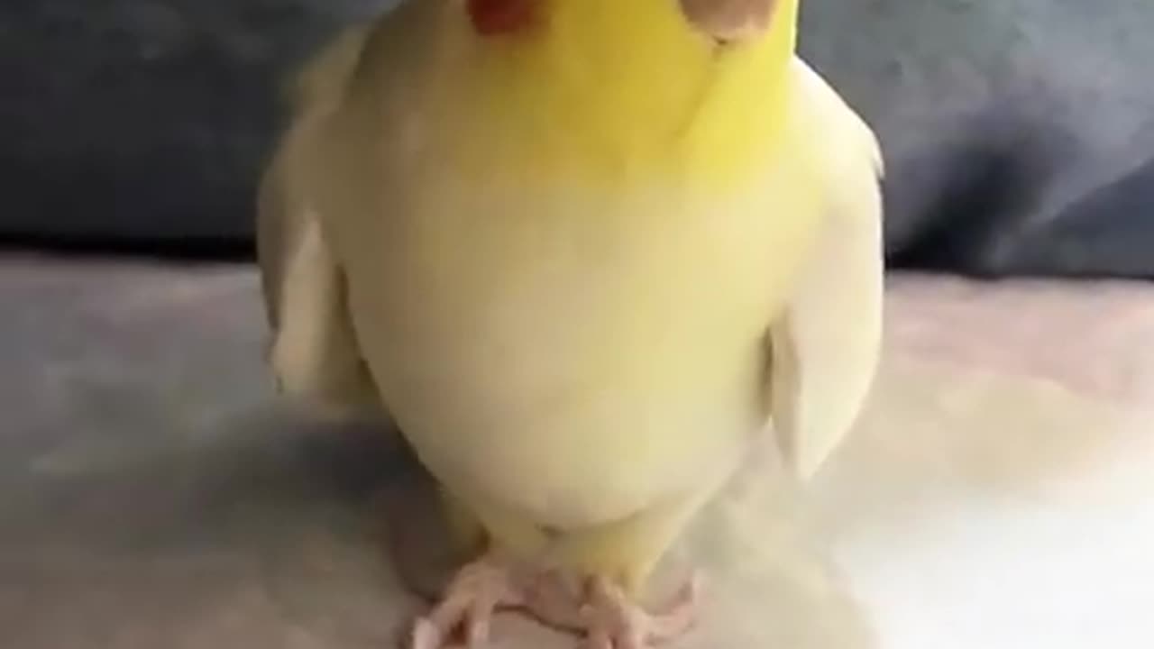 Parrot singing cookie song🦜 🎥