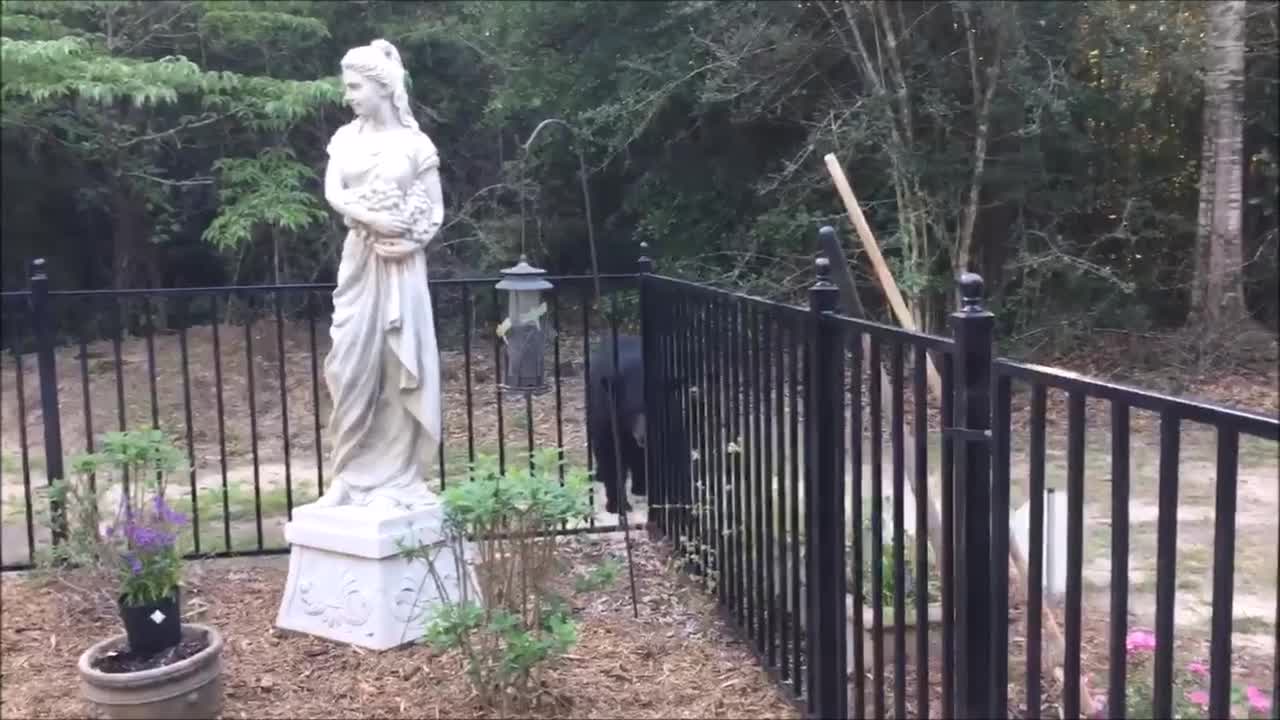 Back Yard Black Bear Goes for Bird Feeder