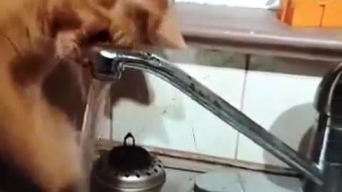 Funny cats swimming in 2022