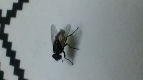 The fly