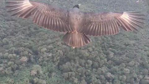 bro just sitting in the sky with a random bird