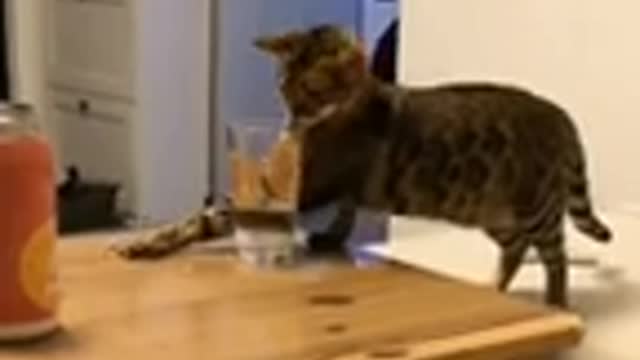 Funny cats video compilation Cute cats