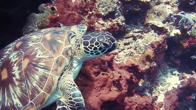 sea turtle species recovering from extinction