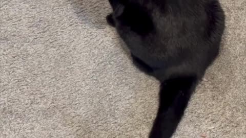 Adopting a Cat from a Shelter Vlog - Cute Precious Piper is a Great Hall Guard #shorts