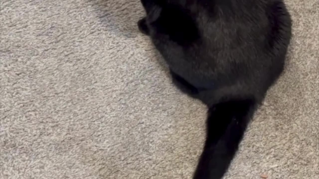 Adopting a Cat from a Shelter Vlog - Cute Precious Piper is a Great Hall Guard #shorts