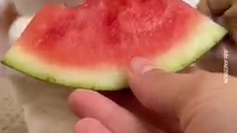 Cute rabbit eating watermelon