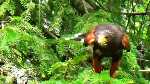 Harris's Hawk
