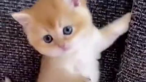 OMG So Cute Cats ♥ Best Funny Cat