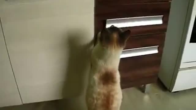 sly cat meowing