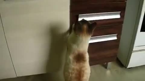 sly cat meowing