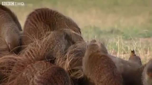 This_Warthog_took_a_trip_to_the_Mongoose_Spa_Banded_Brothers_To the Apex of Mountain(360p)