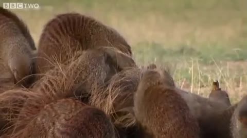 This_Warthog_took_a_trip_to_the_Mongoose_Spa_Banded_Brothers_To the Apex of Mountain(360p)