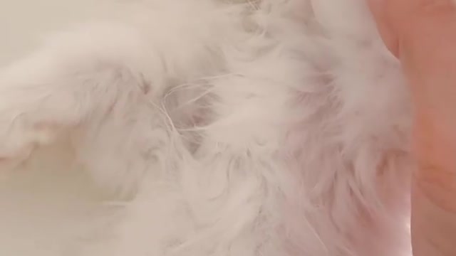 Playing with my cat | cats | cat video | Dog video