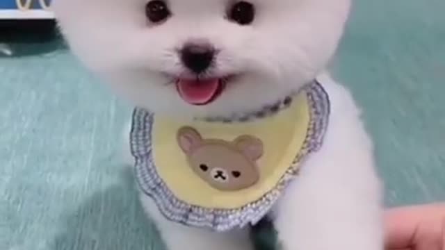 Cute Pomeranian puppy dog #shorts