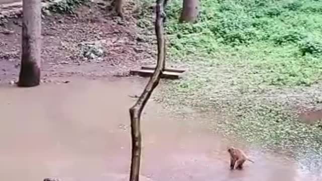 Monkey cubs jumping in the water 🐒🐒🐒