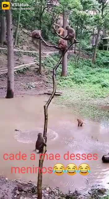 Monkey cubs jumping in the water 🐒🐒🐒
