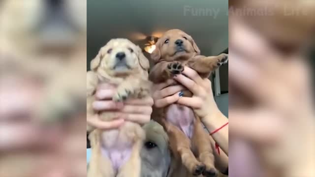 Adorable Puppy's Take A Dancing Lesson (SO CUTE)