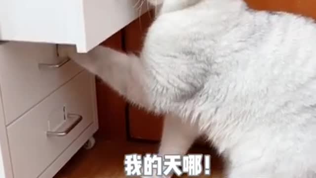 Cute Cats and Funny Animals Compilation 😹 Try Not To Laugh Challenge - Cute Cat 072