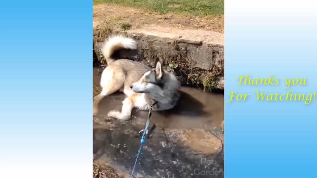 Animals Compilation #41