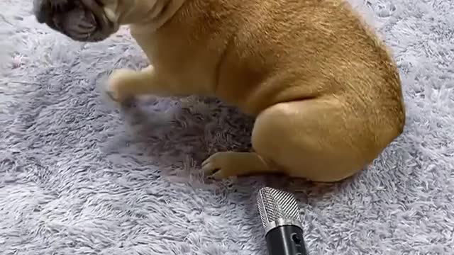 Dog farting funny voice