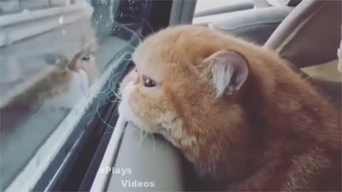 Always funny and cute cats