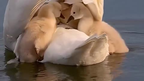 Animal cute