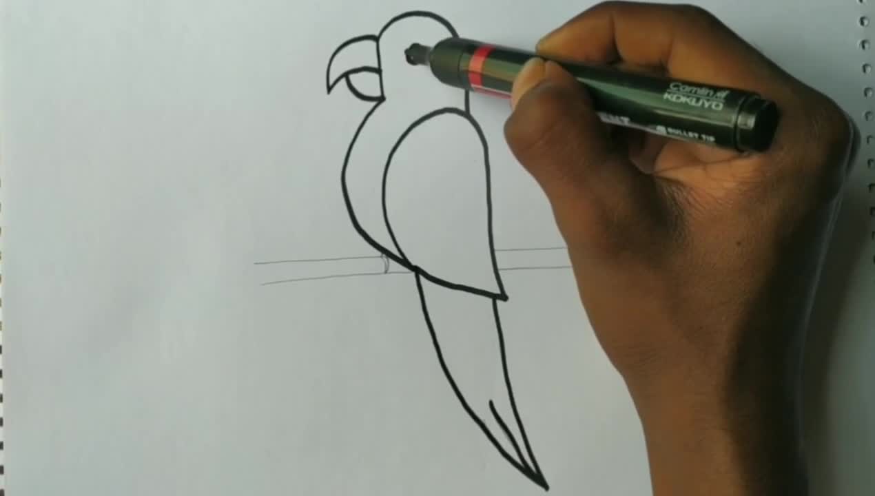 Drawing for kids - parrot drawingp4