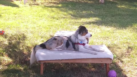 Ruff Cut PodCast Leash Handling part 1 cut h