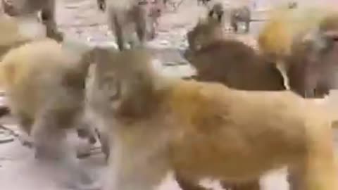 Best of funny animal videos _ Funniest animals vines _ Funny Animals