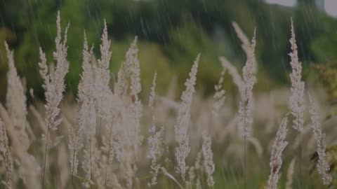 Listen to the sounds of rain to relax, sleep