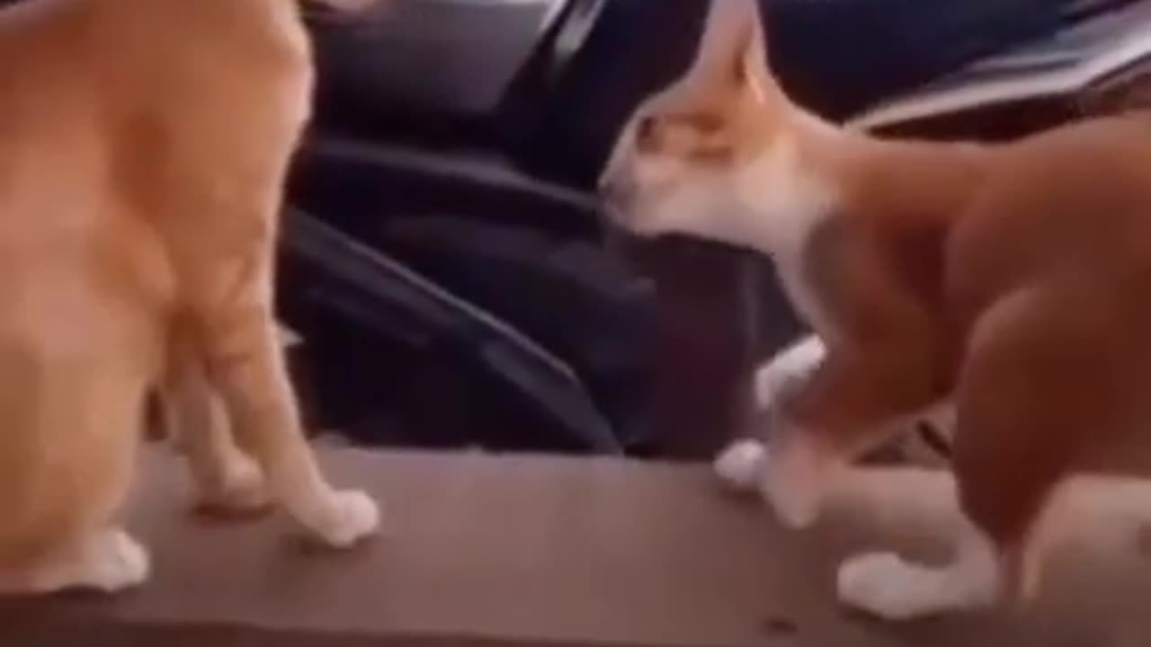 funny animals.short