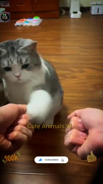 Funny Animals Videos